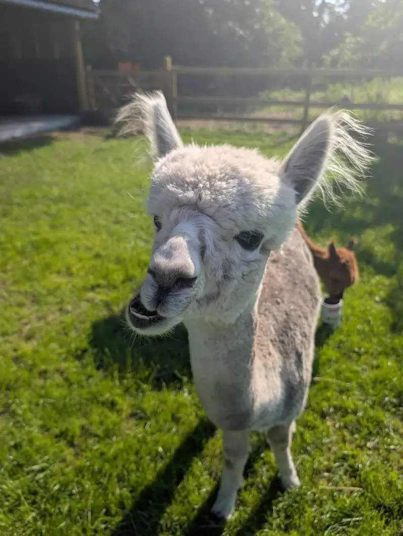 Alpaca in de weide bij avondzon