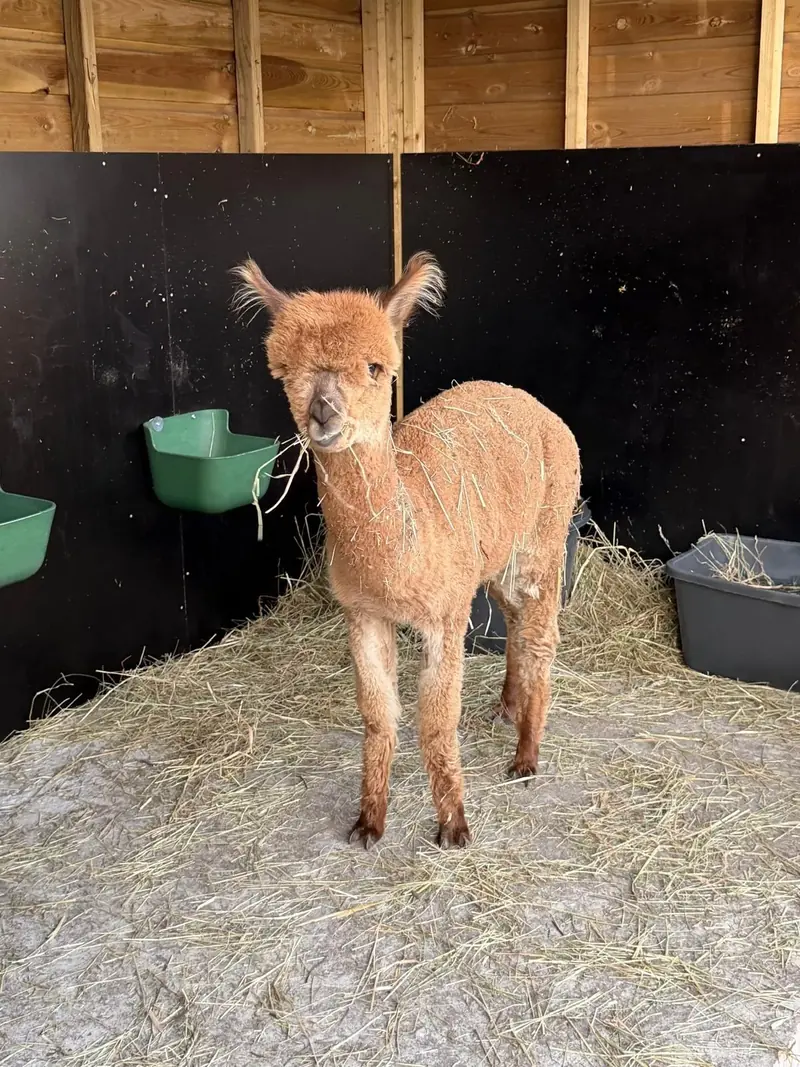 Jonge bruine alpaca in de stal