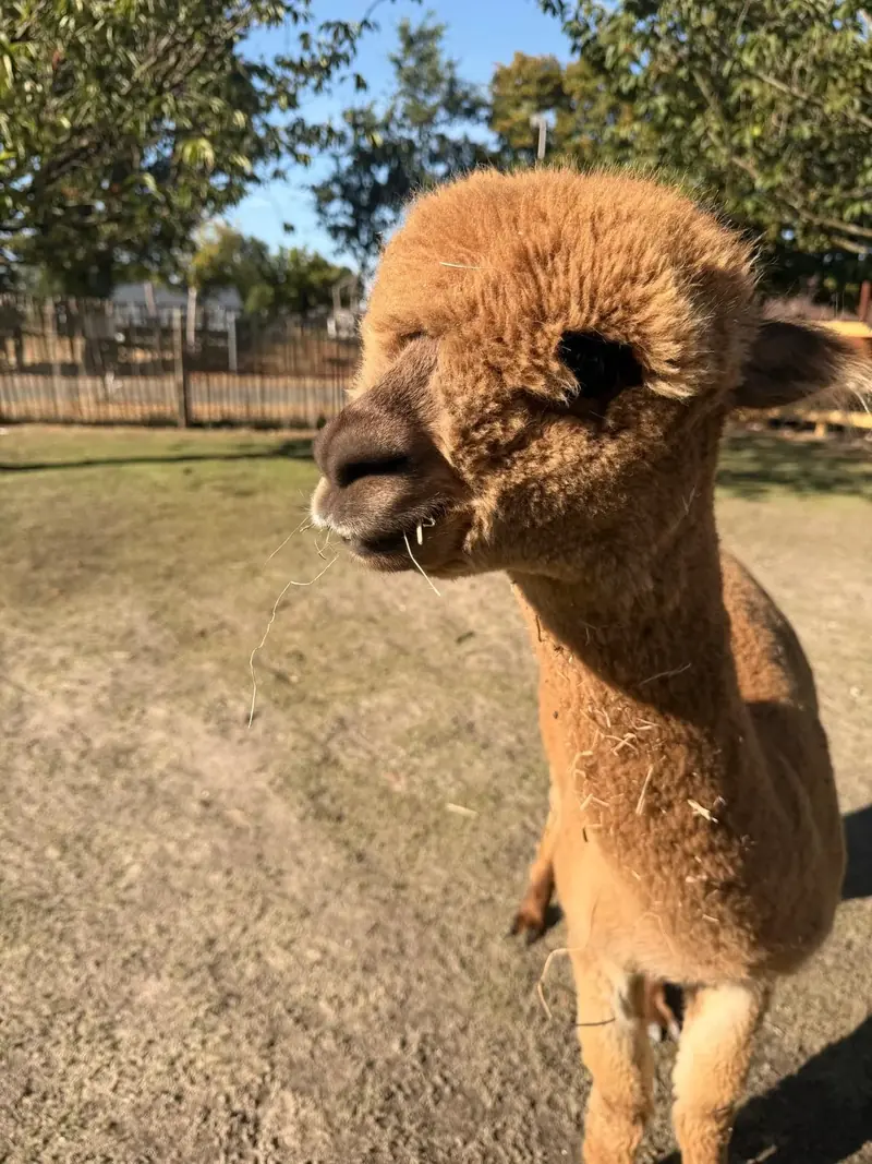 Bruine alpaca van dichtbij