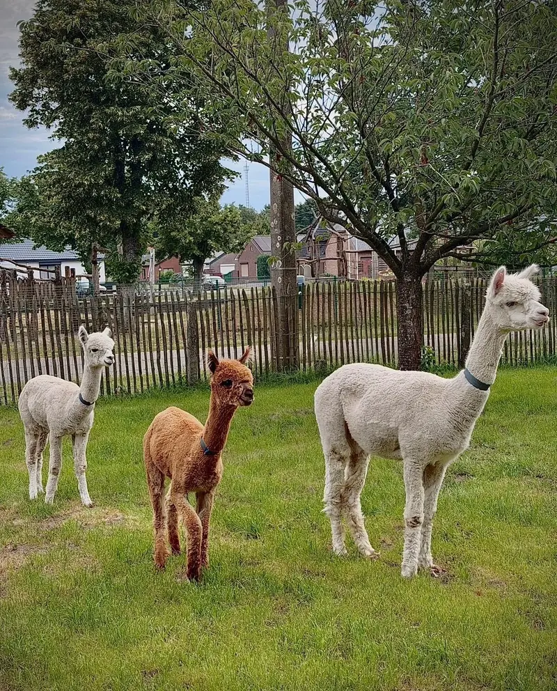 Drie alpaca's in de weide