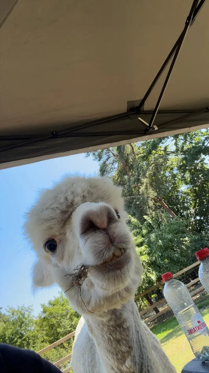 Alpaca kijkt nieuwsgierig in de camera