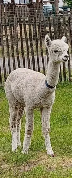 Lichtgrijze alpaca bij de omheining