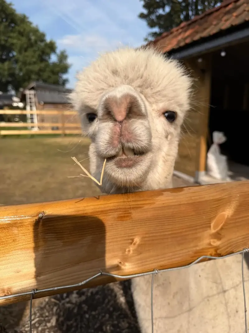 Alpaca kijkt over de houten omheining