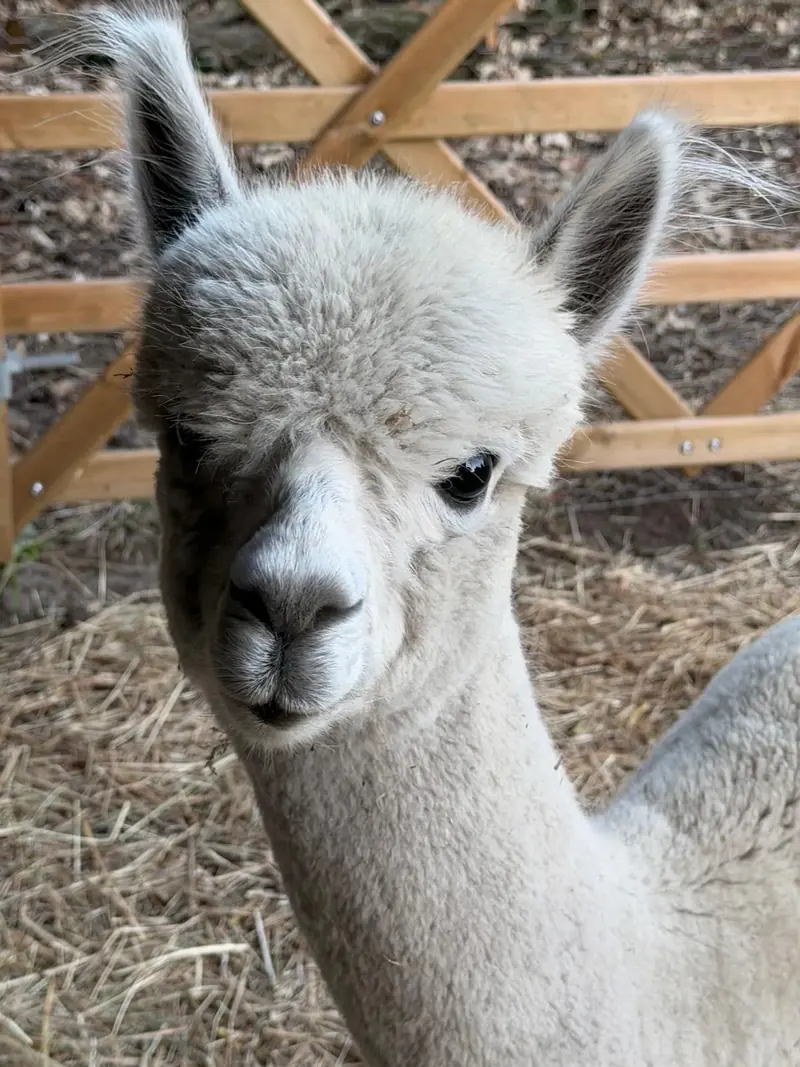 Jonge alpaca in het stro