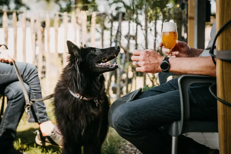 Hond op het terras naast een gast met een glas bier